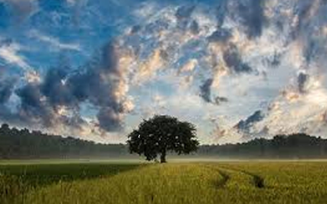 ¿Necesitan los cristianos preocuparse por el medio ambiente?